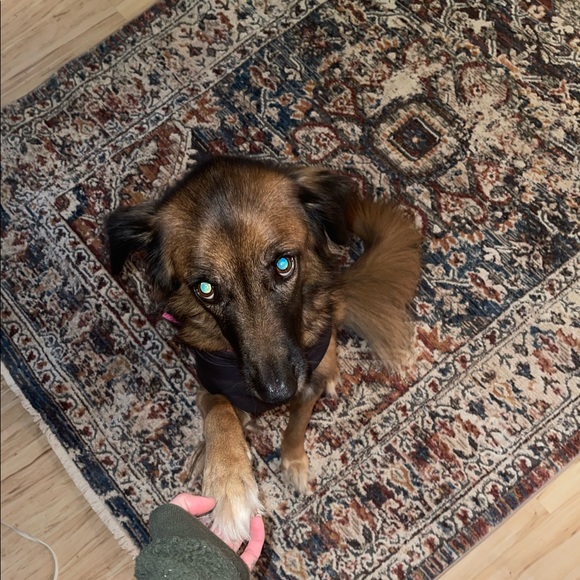 Meet your Posher, Lily - Picture 11 of 15